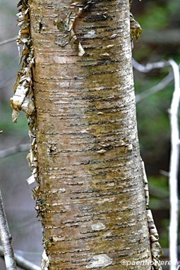 Young bark