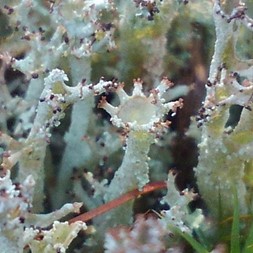 Cladonia crispata (cup lichen)
