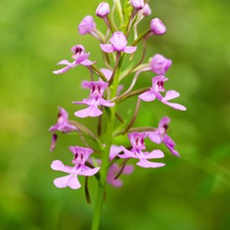 Platanthera peramoena (purple fringeless orchid)