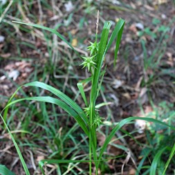 Carex grayi (Gray's sedge)