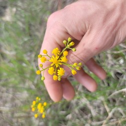 Packera anonyma (plain ragwort)