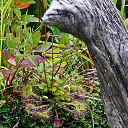 Drosera rotundifolia (roundleaf sundew)