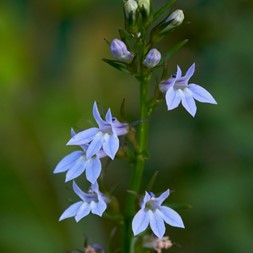 Lobelia inflata (Indian tobacco)