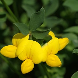 Lotus corniculatus (birdsfoot trefoil)