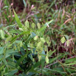 Chasmanthium latifolium (Indian woodoats)