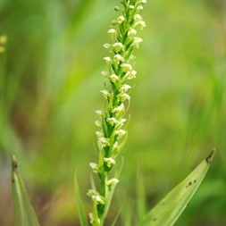 Platanthera flava (pale green orchid)