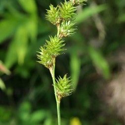 Carex normalis (greater straw sedge)