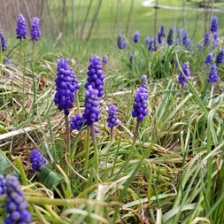 Muscari (grape-hyacinth)
