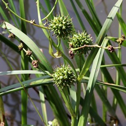 Sparganium eurycarpum (great bur-reed)