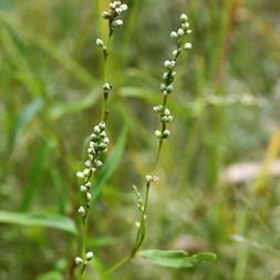 Persicaria punctata (dotted smartweed)