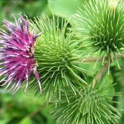 Arctium lappa (great burdock)