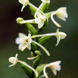 Platanthera clavellata (club spur orchid)