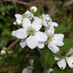 Rubus pensilvanicus (Pennsylvania blackberry)