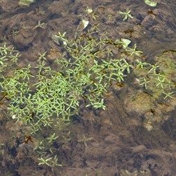 Callitriche palustris (vernal water-starwort)