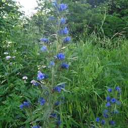 Echium (blueweed)