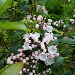 Ericaceae (heath family)