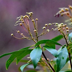 Kalmia latifolia (mountain laurel)