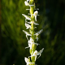 Platanthera dilatata (white bog orchid)