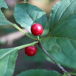 Ilex montana (mountain winterberry)
