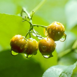 Celastrus scandens (American bittersweet)