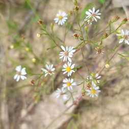 Symphyotrichum depauperatum (serpentine aster)