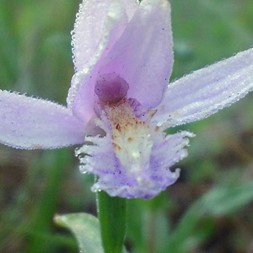 Pogonia (bog orchid)