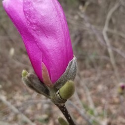 Magnolia liliiflora (Mulan magnolia)