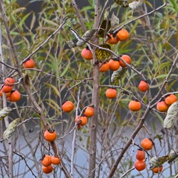 Diospyros virginiana (American persimmon)