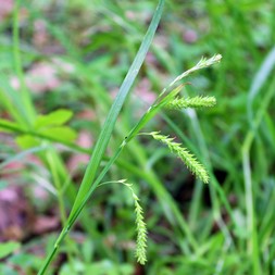 Carex prasina (drooping sedge)