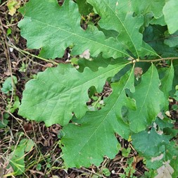 Quercus macrocarpa (bur oak)