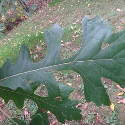 Quercus macrocarpa (bur oak)
