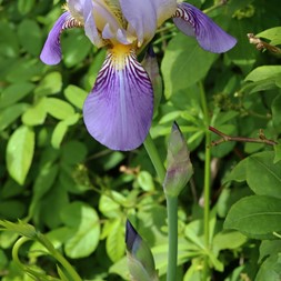 Iris x germanica (bearded iris)