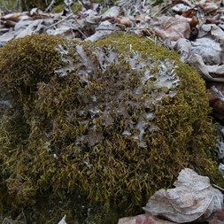 Peltigera (foliose lichens)