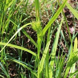 Carex lupulina (hop sedge)