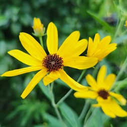 Coreopsis tripteris (tall tickseed)
