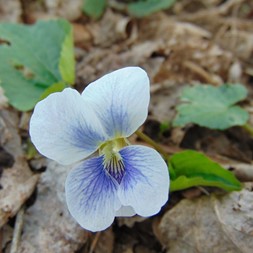Viola communis (confederate violet)