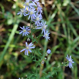 Symphyotrichum lowrieanum (Lowrie's blue wood aster)