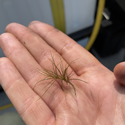 Najas minor (brittle waternymph)