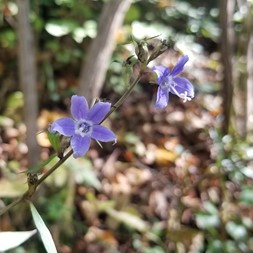 Campanulastrum (bellflower)