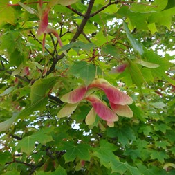Acer platanoides (Norway maple)