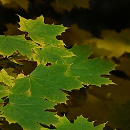 Acer platanoides (Norway maple)