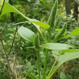 Ambrosia trifida (great ragweed)