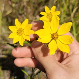 Bidens trichosperma (crowned beggar-ticks)