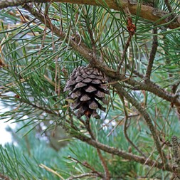 Pinus sylvestris (Scotch pine)