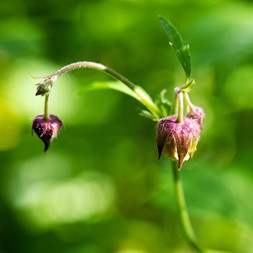 Geum rivale (water avens)