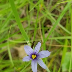 Iridaceae (iris family)