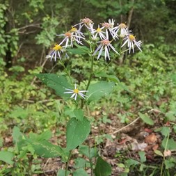 Symphyotrichum undulatum (wavyleaf aster)