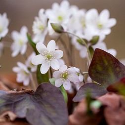 Hepatica - Flora of Pennsylvania