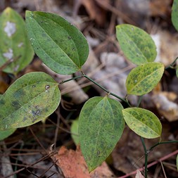 Smilax rotundifolia (roundleaf greenbrier)