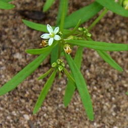 Mollugo verticillata (green carpetweed)